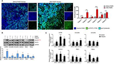 PARP Inhibition Activates STAT3 in Both Tumor and Immune Cells Underlying Therapy Resistance and Immunosuppression In Ovarian Cancer